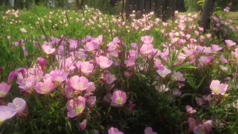 “Hoa nở là đẹp rồi đâu nhất thiết phải thuộc về ai …”#xuhuong #viral #flowers #fyp #foryou 