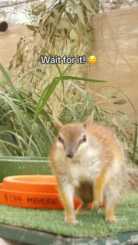 Numbat mums don’t have a pouch, the joeys cling to her belly as she munches 20,000 termites a day! We're proud to be the only zoo breeding numbats and have released 321 into the wild since 1993. Every joey matters! 🌿  #perthzoo #numbat #foryou #foryoupage #westernaustralia 
