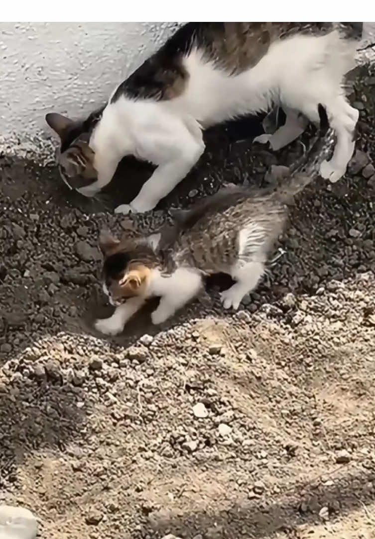 Kitten imitating its mother#cats #catlove #mamacat #funnyvideos #foryou 