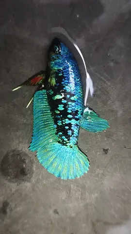 female Avatar ~ size idaman  bawa pulang lsg breeding  lok Pontianak jl Tanjung raya 2  wa 081256205566