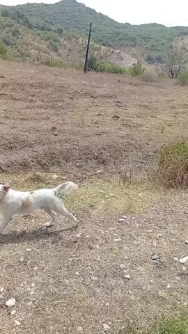 Az qalsın yemişdilər