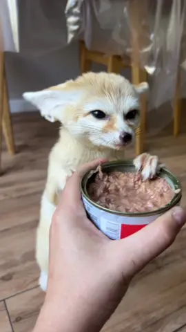 #лисафенек #фенек #fennecfox #foxy #fennec #cuteanimals #лисичкафенек #смешныеживотные 