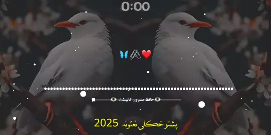 ستا کافری ۔۔ #viralditiktok #تاجیک_هزاره_ازبک_پشتون_ترکمن🇦🇫 #trendingvideo #تاجیک_هزاره_ازبک_پشتون_ترکمن🇦🇫 #trendtemplatecapcut 