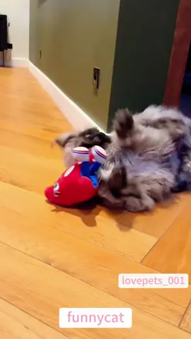 #funny #pets #cats #fyp 