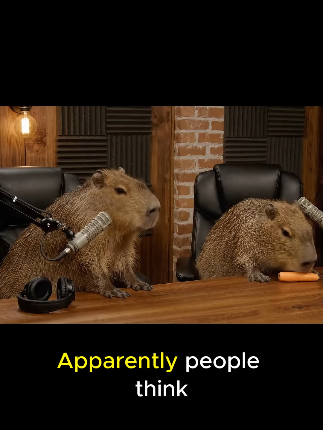 Capybaras podcasat Who cares#capybara #ai #podcasts #fyp
