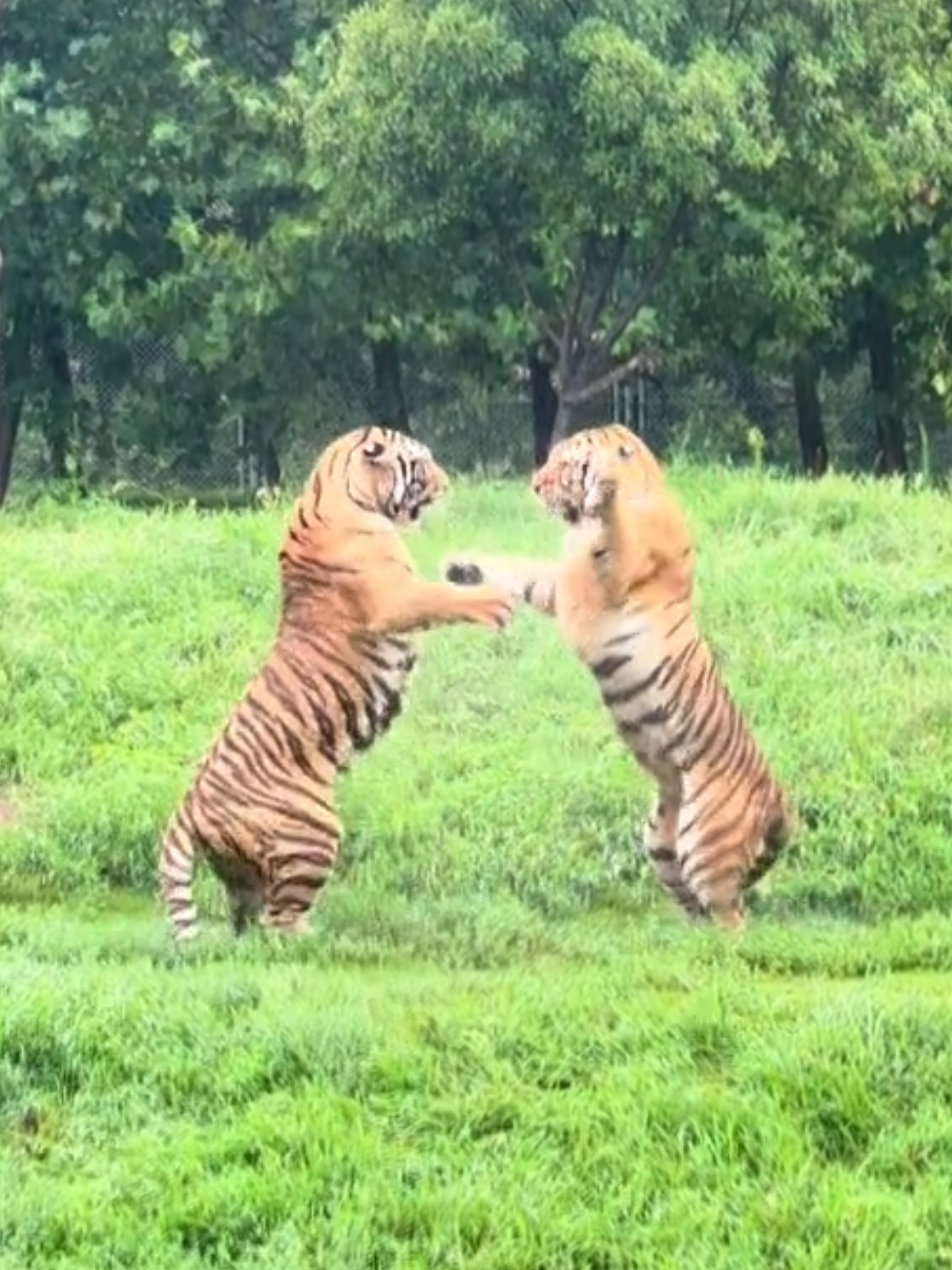 Siberian Tiger vs Siberian Tiger  #fyppppppppppppppppppppppp #video #TIKTOK #foryou #strong 