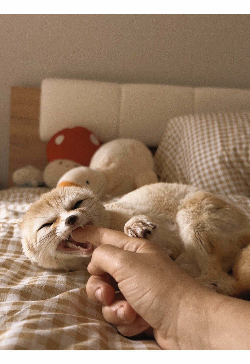 #лисафенек #фенек #fennecfox #foxy #fennec #cuteanimals #лисичкафенек 