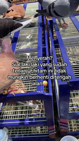 #padahariini #fypdong #beranda #trending #zyxcba #xyzbca #fypage #fyppppppppppppppppppppppp #aselabar #aselabarsquad #merpatikolongbebas #merpatikolongindonesia #merpatikolongtemanggung #merpatikolongwonosobo #merpatikolongmagelang #merpatikolongjakarta #merpatikolongjogja #magelang24jam #masukberanda 