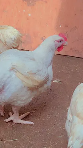 7weeks ,no booster #views #viral #fypシ゚viral #fyp #poultryfarming 