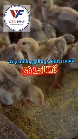 Lựa chọn là ở chính bản thân bạn #channuoiga #galaiho #gagiongvietphap #gathutinh #gagiong 