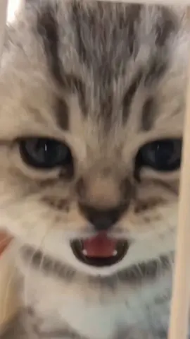 #funnycat #kitty #foryoupage #cuteanimals #cutecat 
