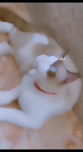 انت عشقي ونبغيك#🫶نيمو😻 #عذابي 