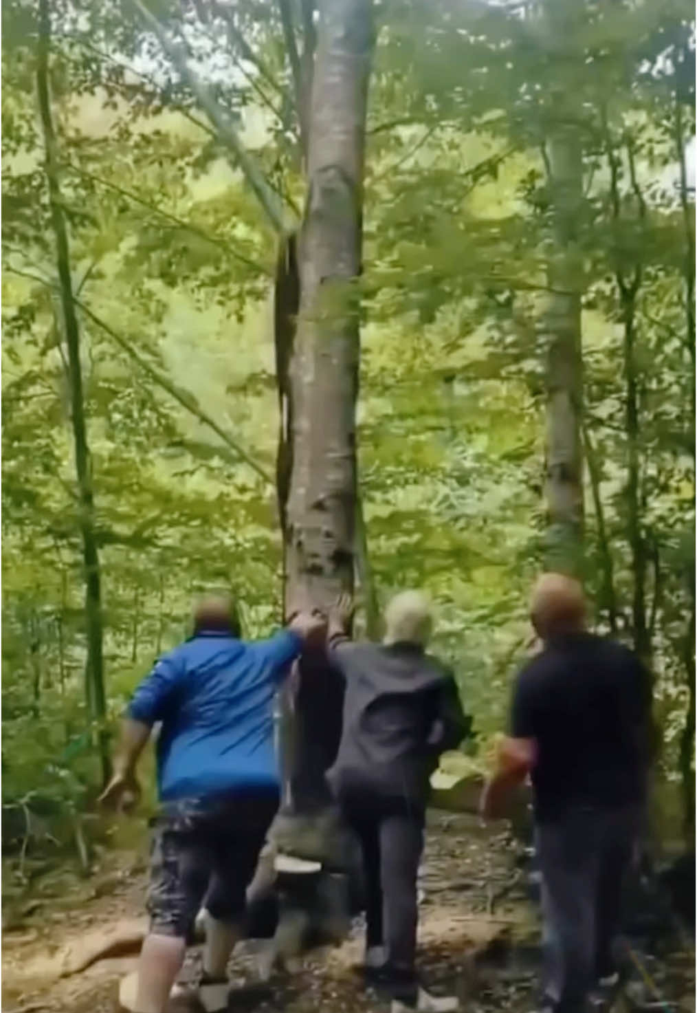 Logger’s mistake #satisfying #giant #tree #oddlysatisfying #fyp 