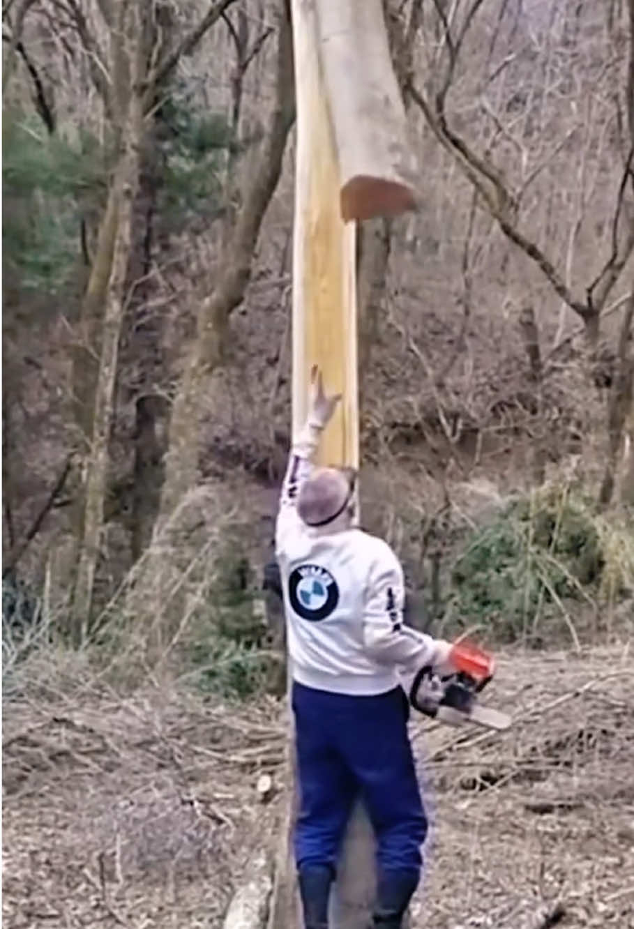 A logging accident occurred #satisfying #giant #tree #oddlysatisfying #fyp 