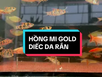 #pleco #tkaqua #xuhuong #corydoras #views 