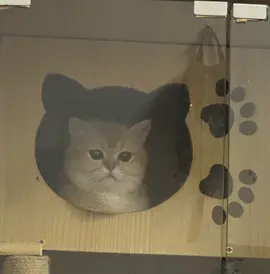 爱～～～～❤️#kucingtiktok #cat 
