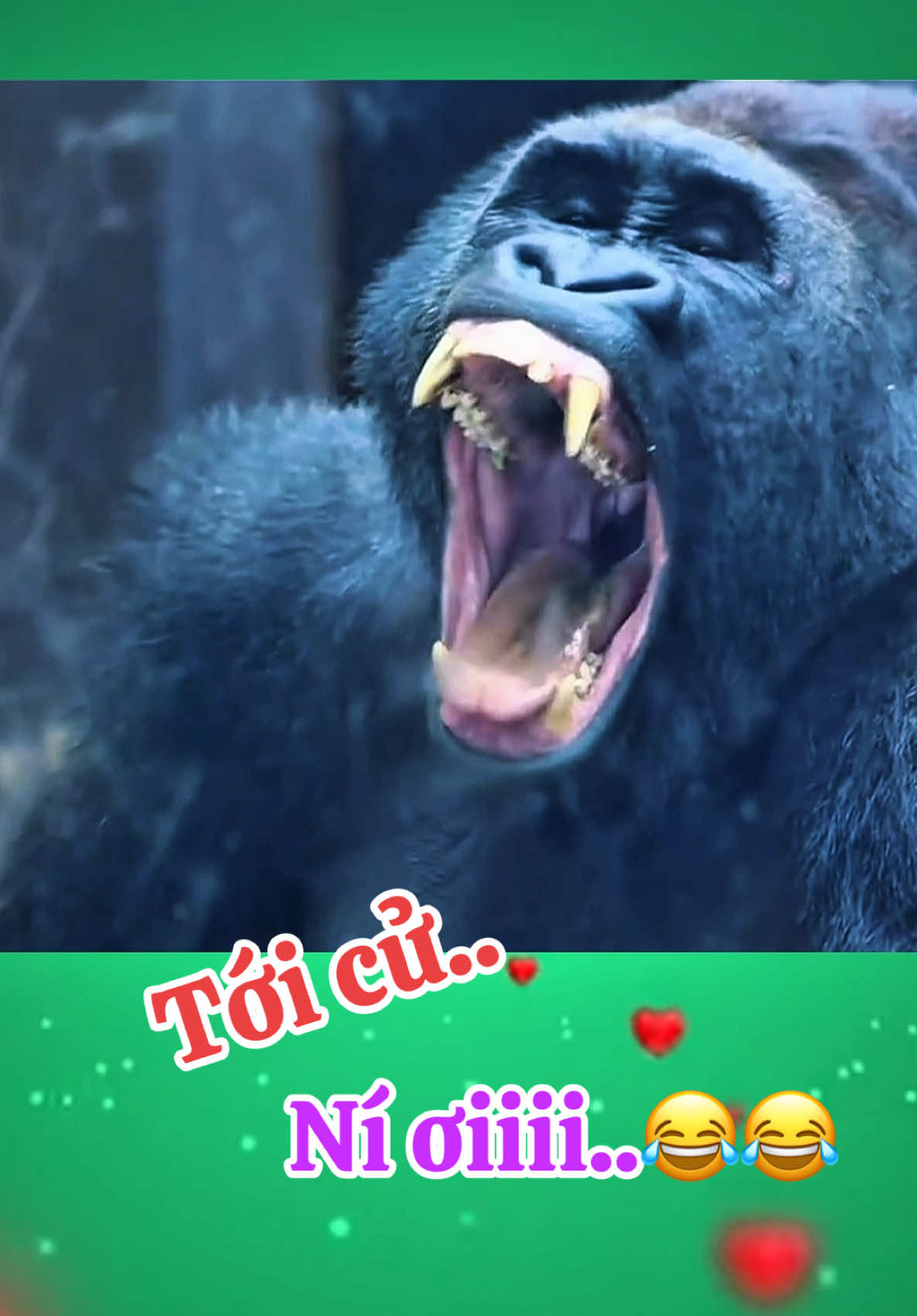 Tới cử ní ơiiii…😂😂😂