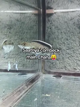 #chana #chanastewarti #comeback 