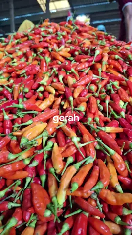 harga cabe gerah