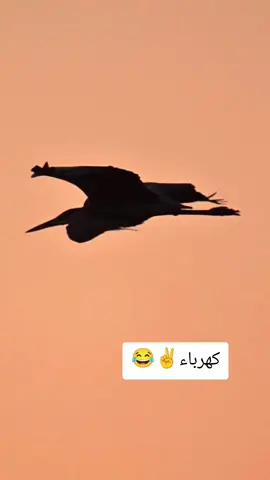 #صيادين_رحلة_صيد #مشاهير_تيك_توك #متابعة_قلب_تعليق_مشاركة_ #اهوار_العراق #الشعب_الصيني_ماله_حل😂😂 