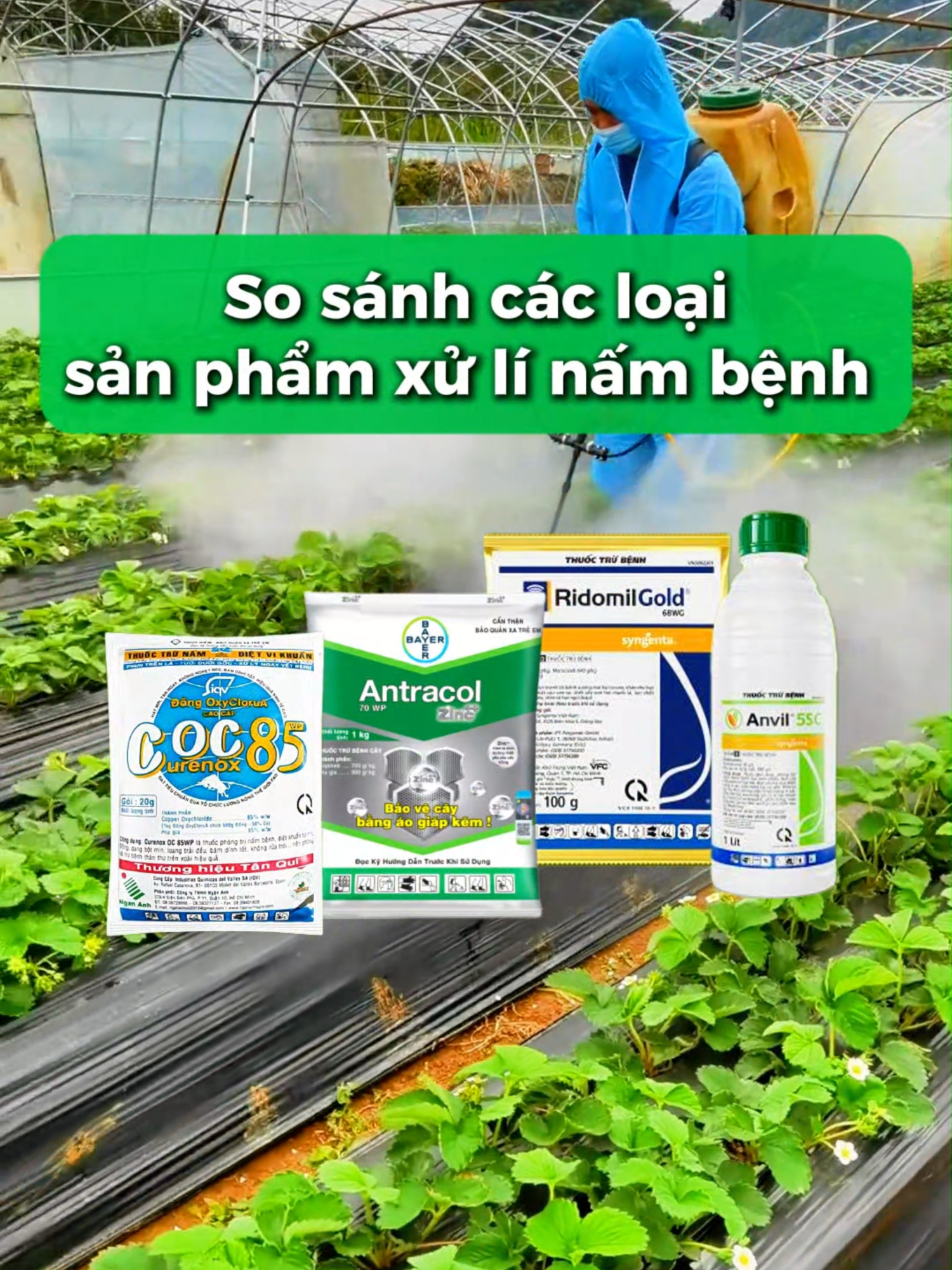 So sánh các loại xử lí nấm bệnh cho cây trồng : Anvil, Antracol, Ridomil Gold, Coc85 #nongnghieppho #nongnghiep #trongrausanthuong #lamvuon #trongrau #hatgiongrau #hatgiong #dattrongcay