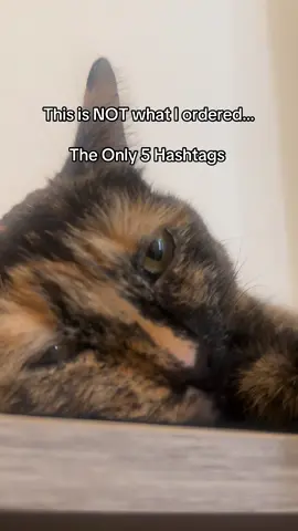 Another Change… 🐈‍⬛ #cat #hashtags #cutecat #cattok 