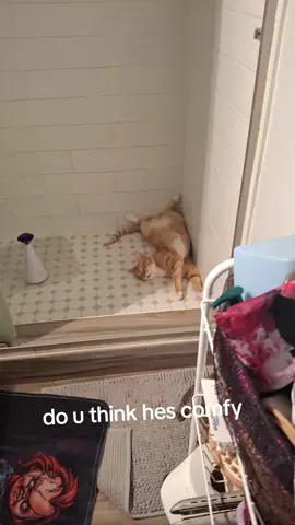 pumpkin is so confy #catsoftiktok #pumpkincomfy