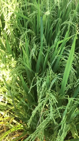 CEDDE MNI🤲🏻😇#petaniindonesia🇮🇩🇮🇩🇮🇩🌿🌿 #anakpetani🌾 #petanimuda #promomakanmerdeka #fypage #fypdonggggggg #semogaharimuselalubahagia🥰 