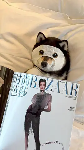 Tan-skinned star Manyu’s Harper’s BAZAAR shoot day in Shanghai.💗 #littlemanyu #dogsoftiktok #cute #spa #shibainu #manyuland 