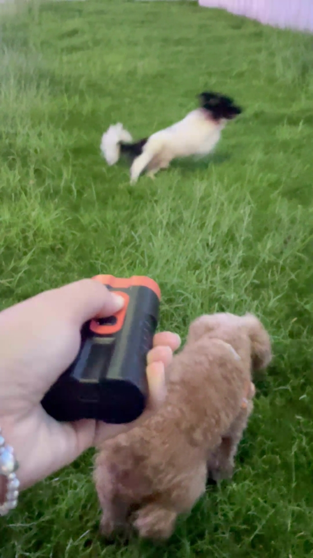 One click to keep strange dogs away#BruCrew #OurBoyBru #rescuedog #mountaincur #blackmouthcur #gooddog #spoileddog #trainingtools #DogTraining #npsdogbarkdeterrentdevice 