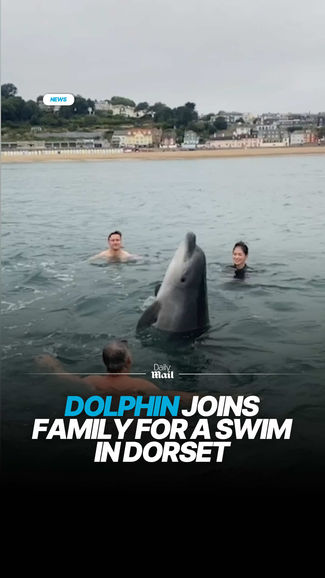 A family were treated to an aquatic masterclass after a playful dolphin joined them on their morning swim. Lynda MacDonald, 50, and her partner, son and his girlfriend, set out for their 6am morning swim at Lyme Bay, Dorset on August 3. Seconds after the family jumped off their boat for a swim they were joined by the huge bottlenose dolphin. #dolphin #swimming #dorset #lymebay 