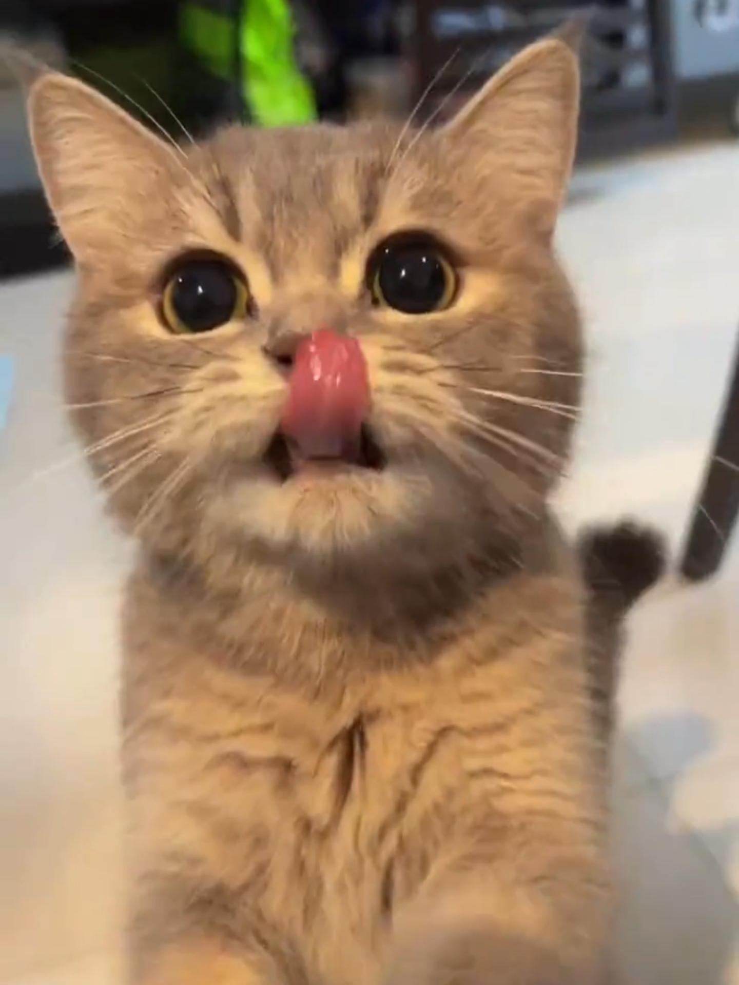 #cat #kitty #fyp