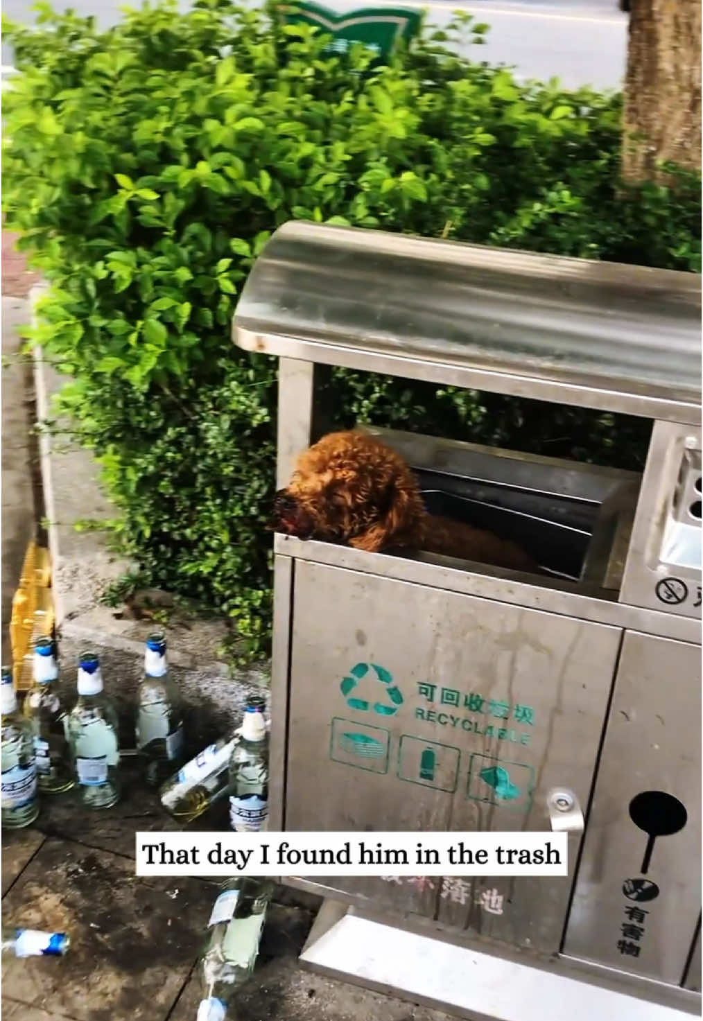 3.3 million people saw the teddy bear story — now the follow-up is finally here.#fyp #animals #rescue #teddy #puppy 