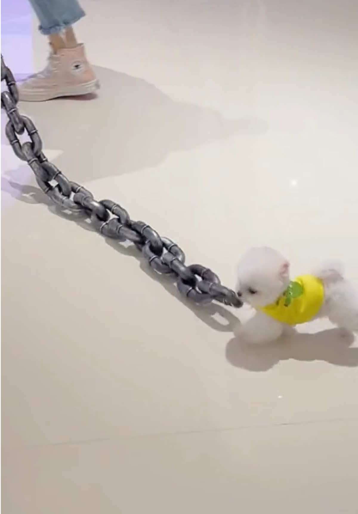 #dog 