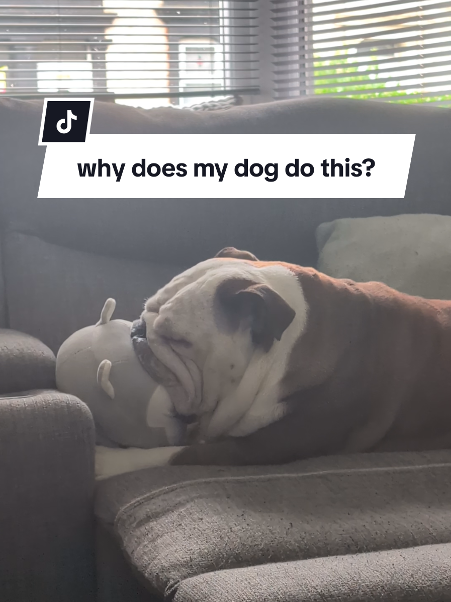 is this a good thing or a bad thing? I just know it's damn cute 🥹 #dogsoftiktok #makingbiscuits #englishbulldog #advice #fyp 