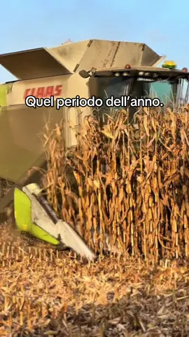 Raccolta 🌽 #agricultura #agri #farmtok #agritok #farm #fieno #fiatagri #fy #macchineagricole #trattori #farming #agricultura🚜🌱 #agrimacchine #aratro #agricolturaitaliana🚜 #raccolta 
