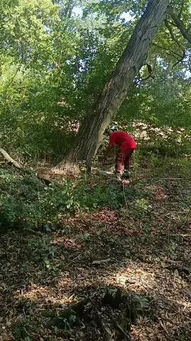 Kollègának egy jó húzós gyertyán...🤘👍💪🌳#loggerlife #stihlchainsaw #hardwork #mylife #logger 