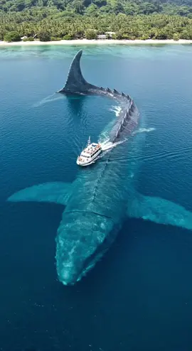 🥹#whale #UnderwaterLife 