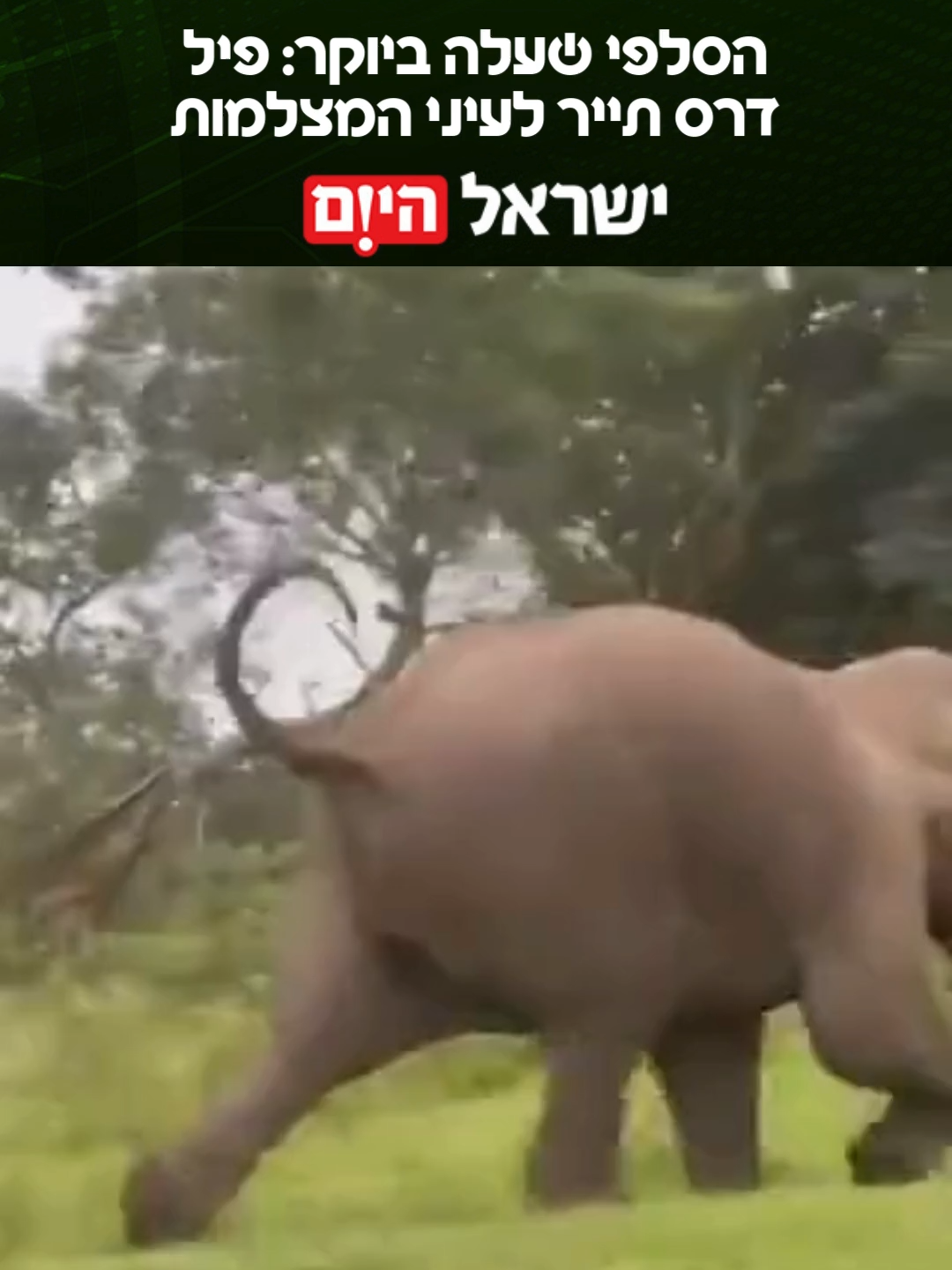אירוע חריג בהודו: תייר בן 25 התעלם משלטי אזהרה וניסה לצלם סלפי לצד פיל. עדים סיפרו כי הפיל אכל גזרים ליד המקדש שבצד הדרך כאשר הצעיר יצא מאזור המבקרים, הרים את הטלפון וצילם עם פלאש. הפיל נבהל והחל להסתער. בסרטון שהופץ ברשת, מתועד הבחור בורח מהפיל, מחליק על האספלט, בעוד הפיל רומס אותו, אז החיה נסוגה אל היער. הבחור ששרד את האירוע הועבר לבית חולים עם פציעות חמורות. שומרי היער קנסו אותו ב-25,000 רופי, כ-230 יורו על כניסה לאזור מוגבל.