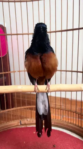 🥰🥰🥰😘#birds #animals #viral #fyp #foryou 