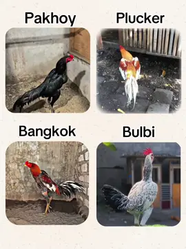Versi Request🤩#penghobiayam #peternakmuda #ayambangkoksuper #pakhoyfullbrakot #plucker 