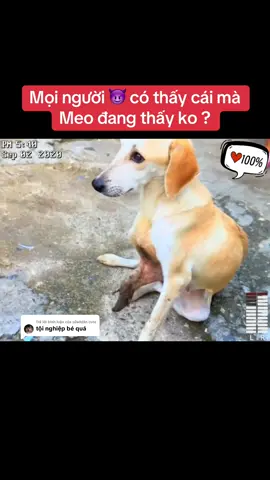 Trả lời @sữaddân cute có đau không mọi người ? #dongvat #chó #dog #xuhướng #xuhuongtiktokk 