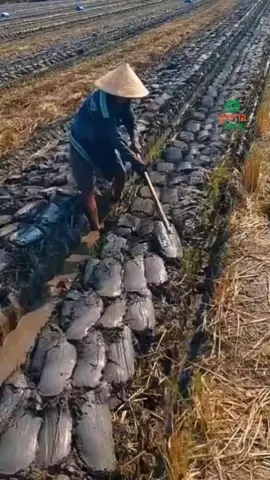 sawah yang dibajak secara manual. #gematani #petanimuda #fyppppppppppppppppppppppp #sahabatpetani #petani 