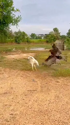 Amazing sounds of nature  #nature #wildlife #animals #animalsworld #amazinganimals #foryou 