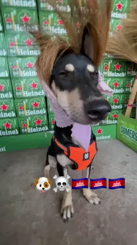 New Xaphakdy  #ฟีด  #หมา  #แรงงานเขมร 🐶☠️🇰🇭🇰🇭🇰🇭  #ก็หมาผมสวยอ้า🐶🐶