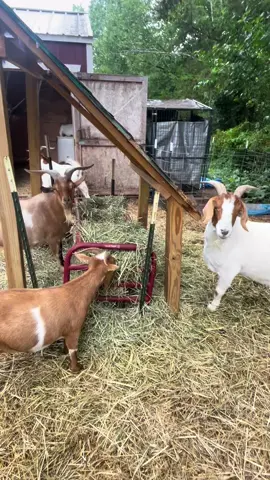 Visiting my brother always comes with so much excitement. Family, animals, fun, love, food, outdoors and the opportunity to boop the snoot of so many different farm animals. I love every minute of it. #family #farmlife #boopthesnoot #goats #goatsoftiktok 