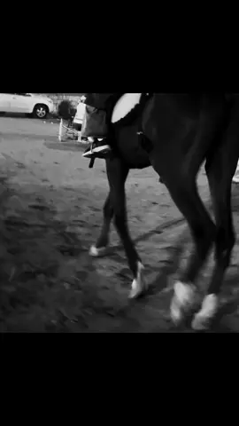 #اكسبلورexplore #fyp #خياله🐎 #خيل_وخياله🐎 