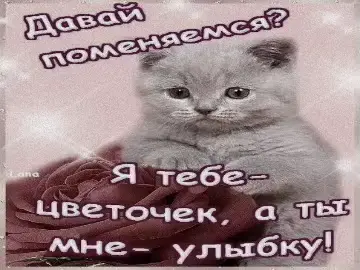 вам цветочки  #добро #любовь #открытка #милыекотята 