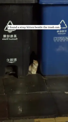 I found a stray kitten beside the trash can and then…#rescue #animals #kitten #fyp 