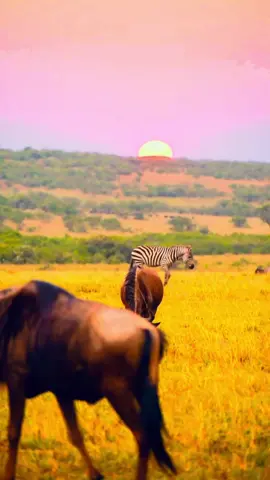 Nature’s grand parade under an African sunset🌅✨💚💛  Stripes, horns, and endless horizons #masaimara #maasaimaranationalreserve #trendingvideo #wildebeestmigration #maasaitiktokers@MagicalKenya #serengetinationalpark #kenyantiktok🇰🇪 #nature 